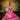 Silk Pink Designer Embroidery Work On Top Lehenga Choli