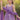 Girls Purple Muslin Digital Print Anarkali Salwar Kameez