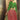Red Color Fascinating  Patola Printed Gaji Silk Lehenga