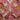 Pink Chinon Fancy Embroidered Sangeet Function Palazzo Suit