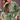Classic Green Color Casual Salwar Suit In Fancy Cotton Fabric