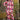 Exclusive Multi Color Digital Printed Co-Ord Set In Muslin Fabric