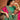 Satin Fabric Party Wear Rani Color Fancy Embroidery Work Saree