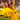 Yellow Haldi Spatial Gown With Jacket