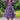 Purple Color Western Style Gown