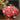Red Color Art Silk Lovely Clutch With Digital Printed