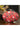 Red Color Art Silk Lovely Clutch With Digital Printed