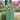 Chiffon Fabric Sea Green Color Winsome Saree In Casual