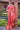 Pink Color Graceful Weaving Work Banarsi Silk Fabric Saree