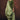 Function Wear Green Color Embroidered Salwar Suit In Organza Fabric
