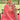 Pink Color Georgette Special Readymade Sharara Top Lehenga